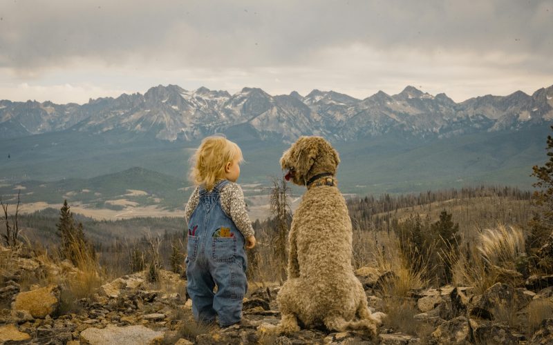How to Travel Internationally With Your Dog, international pet travel, dog travel requirements, flying with pets, pet relocation