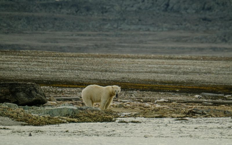 threatening polar bear populations, Arctic ice loss impact, polar bear migration changes, Arctic climate change effects, seal hunting disruption